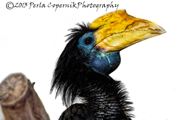 wrinkled hornbill, Asian Bird, Bird