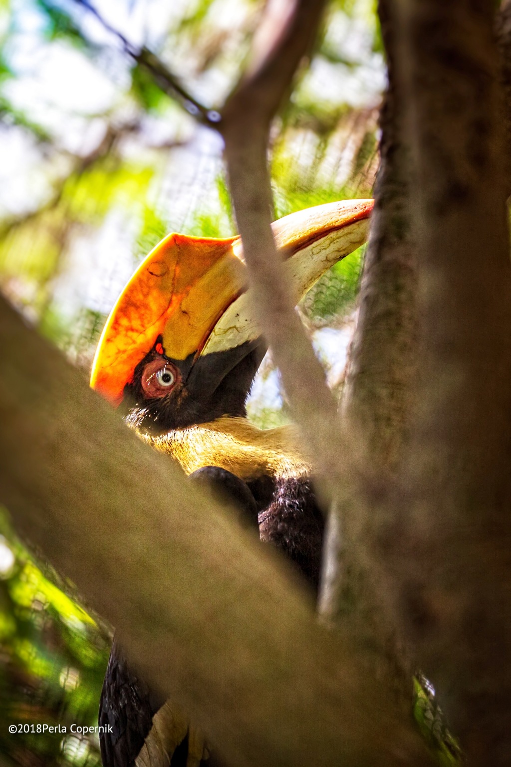 Part II:  Nuts About Hornbills: What’s So Special About Them?