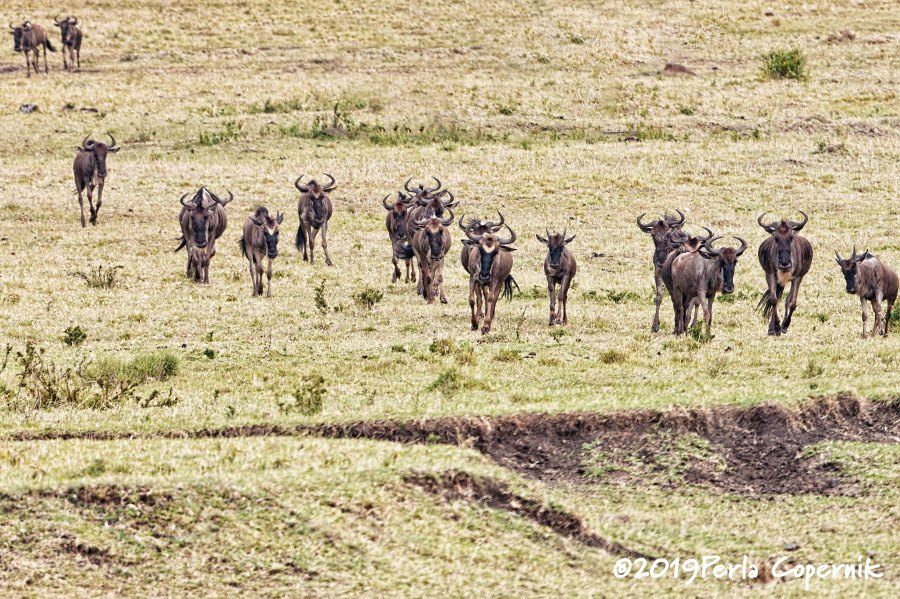 Endangered Ecosystem, wildebeest