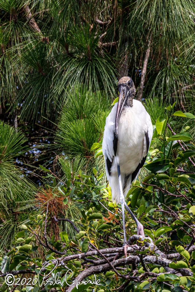 wood stork, florida, wetlands, wakodahahtchee
