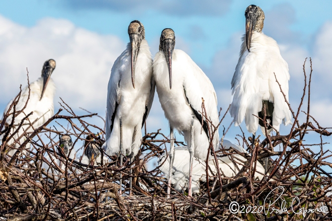 wood storks during nesting season